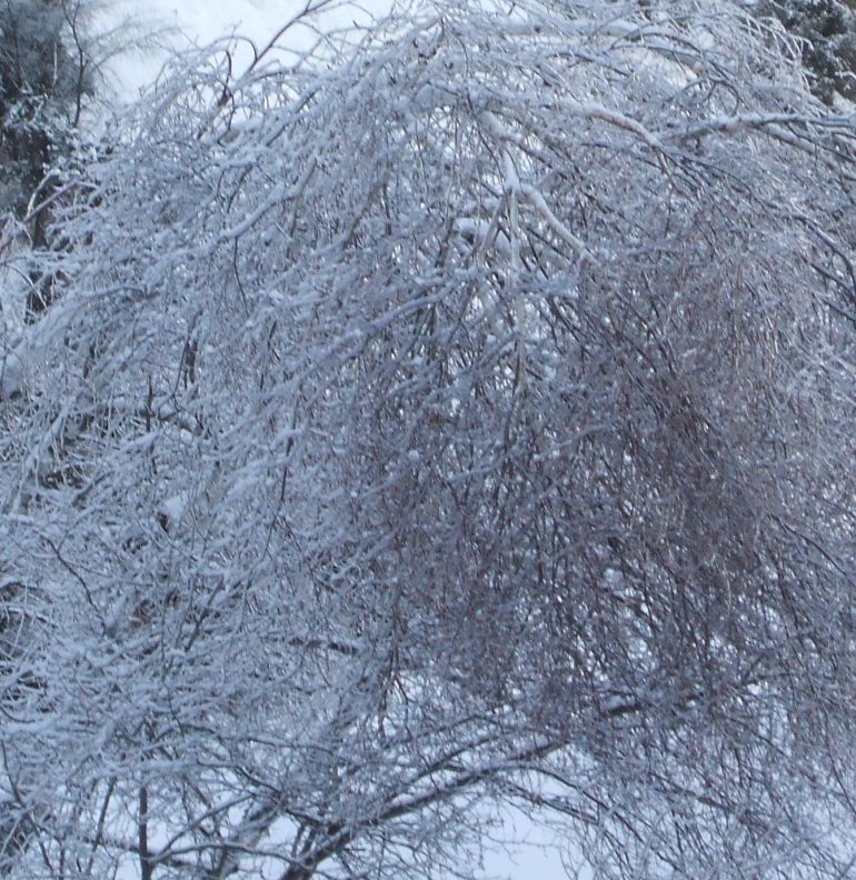 Cette image a un attribut alt vide ; le nom du fichier est lucy-190128.jpg